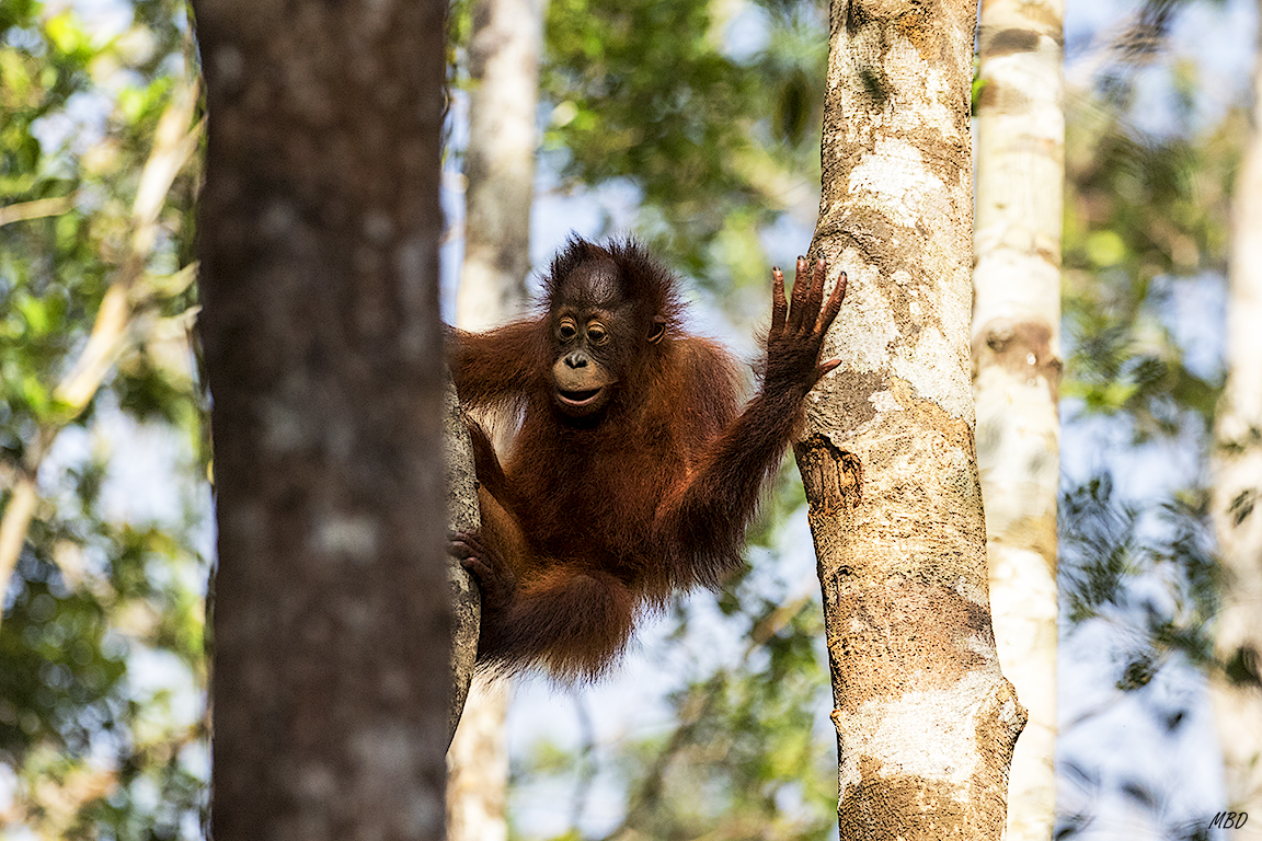 Parece preguntarse cómo se baja.