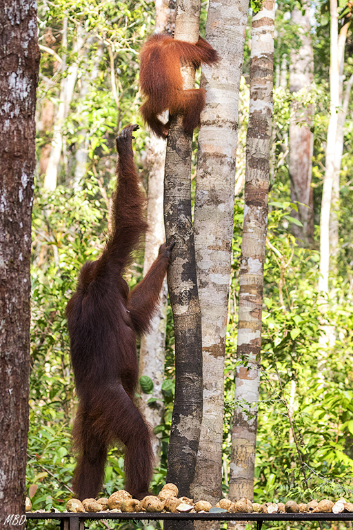 Que le ayuda a bajar