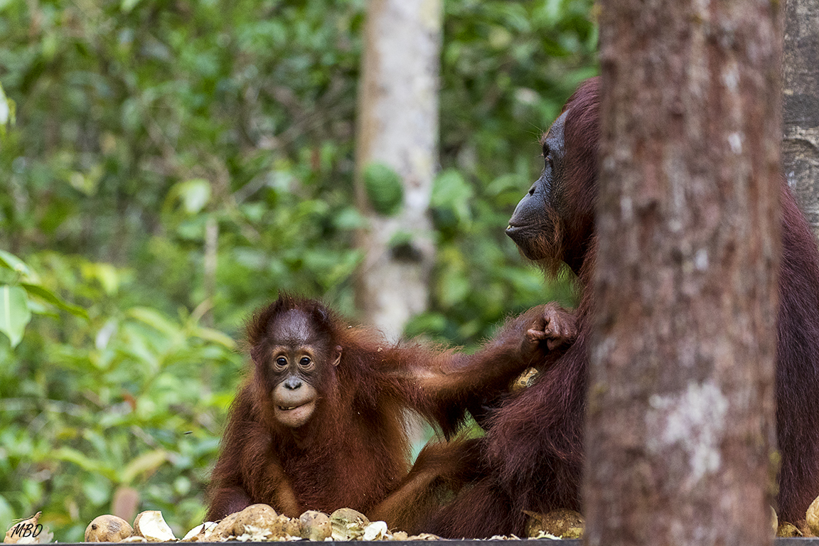 Per siempre con mamá
