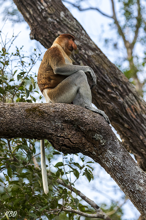 De vuelta al río, un gran macho de narigudo