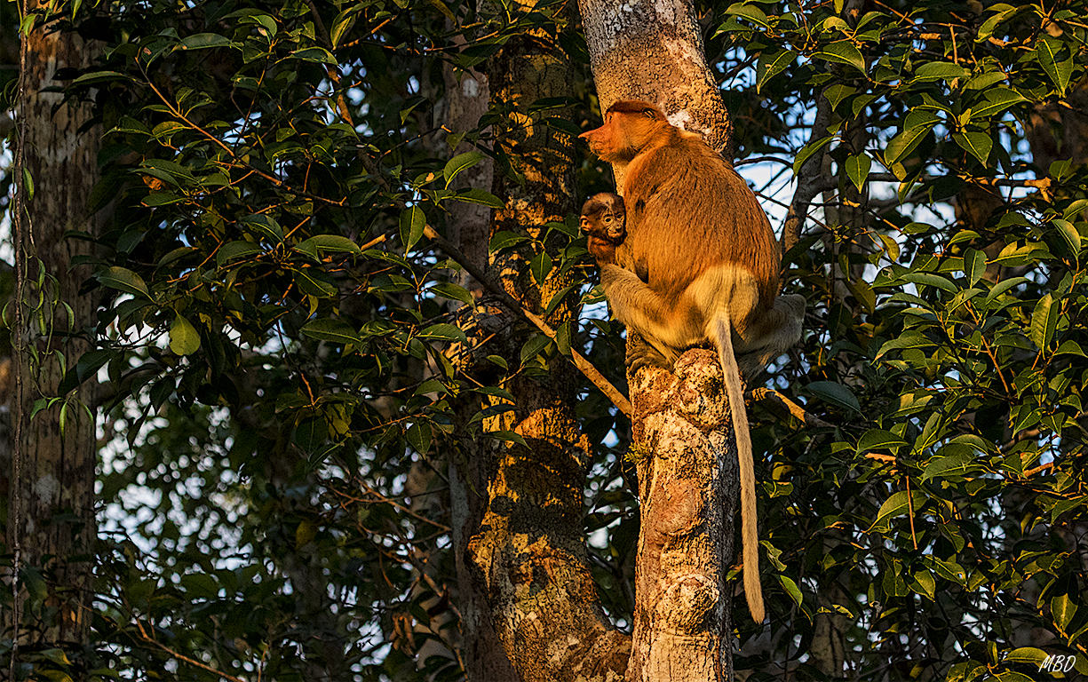 Hembra con pequeñín