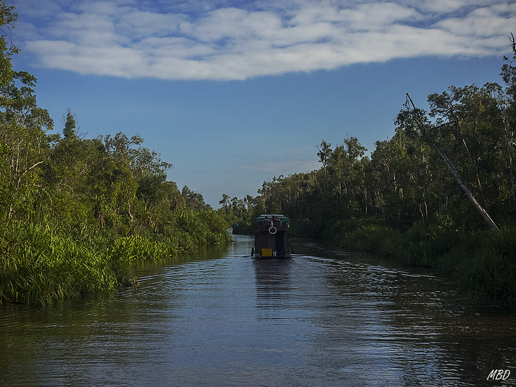 Queremos ver los orangutanes!
