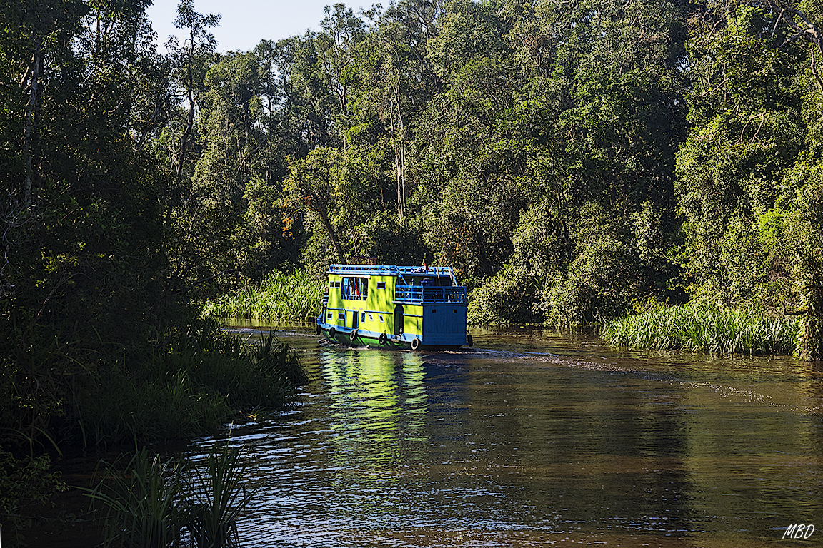 Los árboles más altos, el río se estrecha más