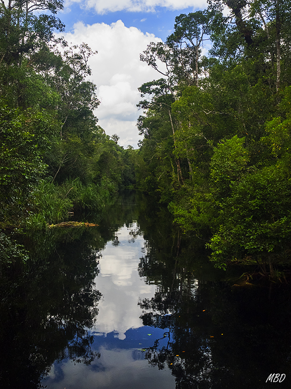 Las aguas oscuras propician los reflejos