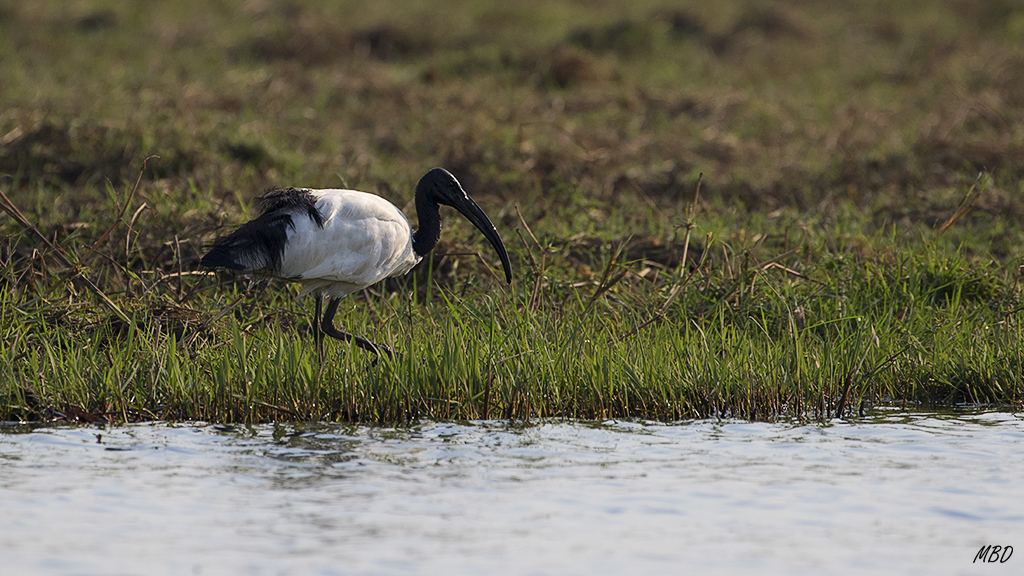 Ibis sagrado (Threskiornis aethiopicus)