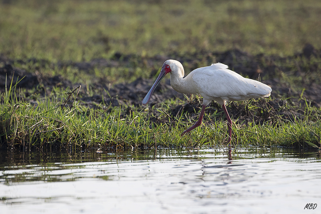 Diferentes a las que vemos en España.