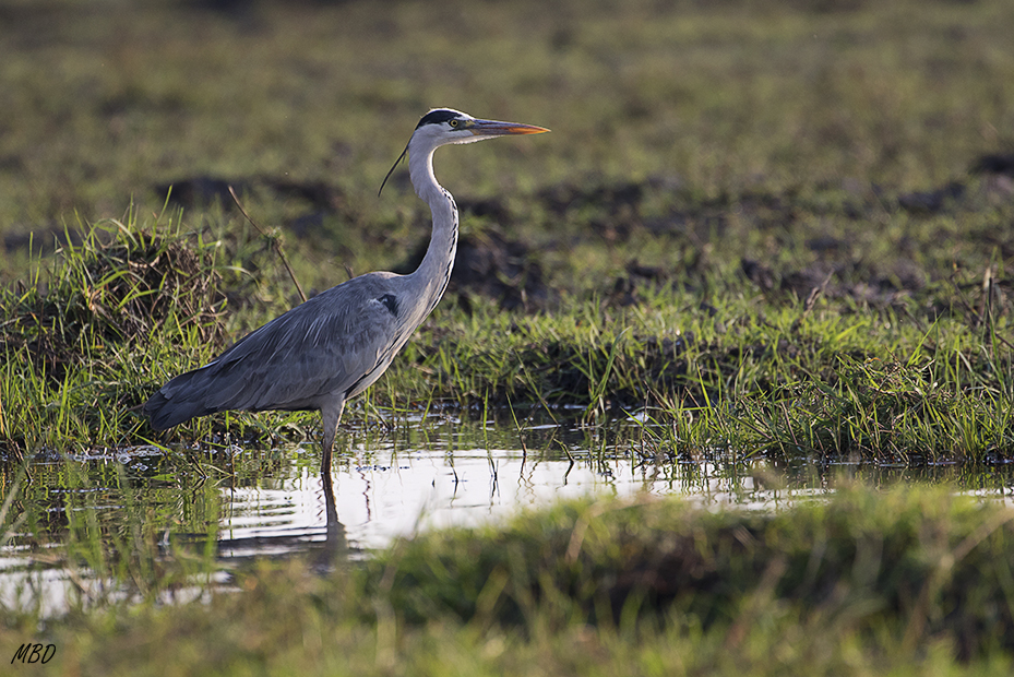 La misma especie que en España
