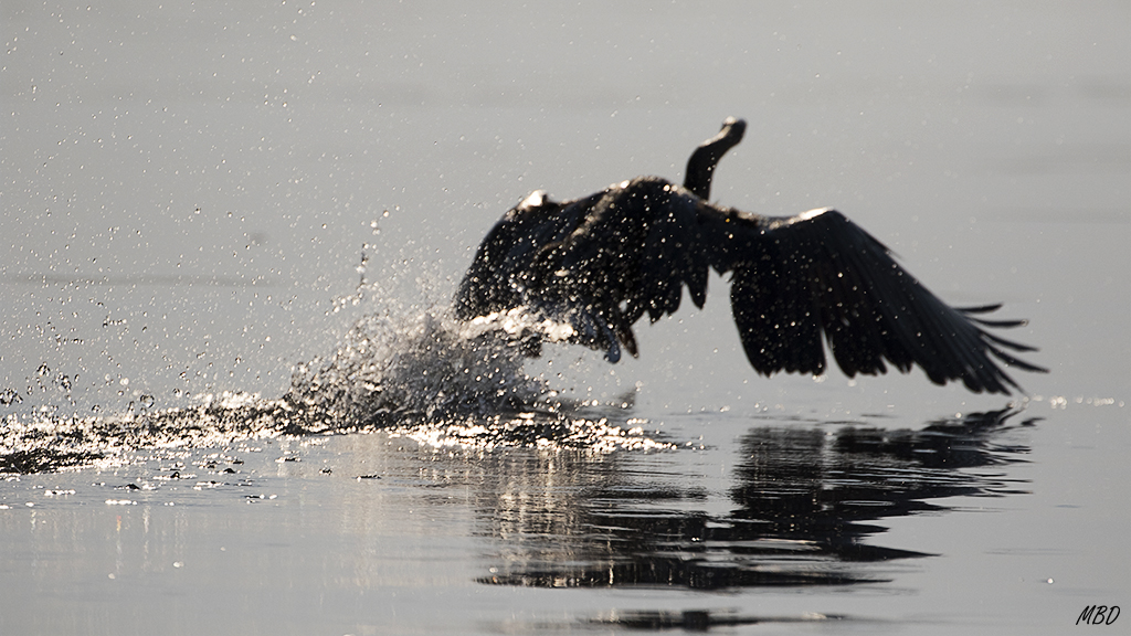 Me gusta el desvanecimiento de su silueta en vuelo.