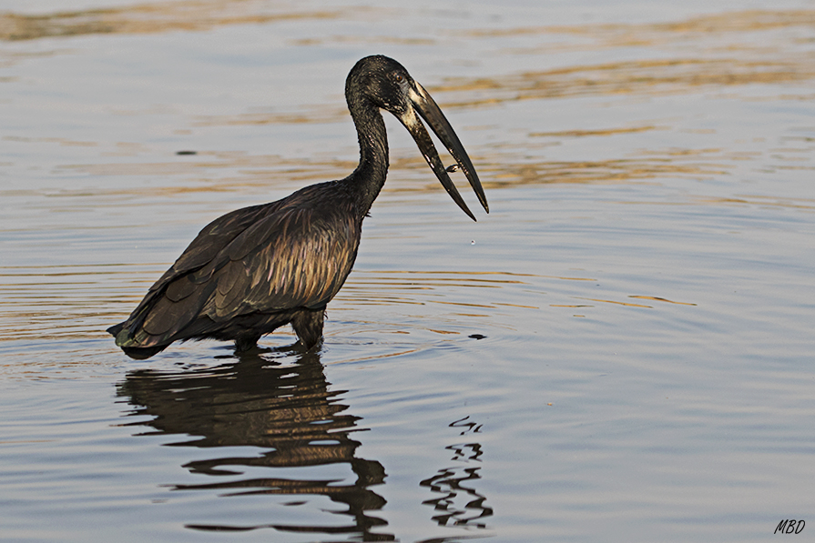 Utilizando su tenacilla…