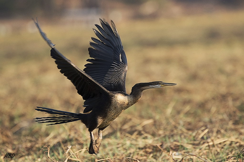 Pato aguja alzando el vuelo