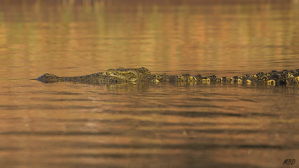 Como si de un tronco se tratase.