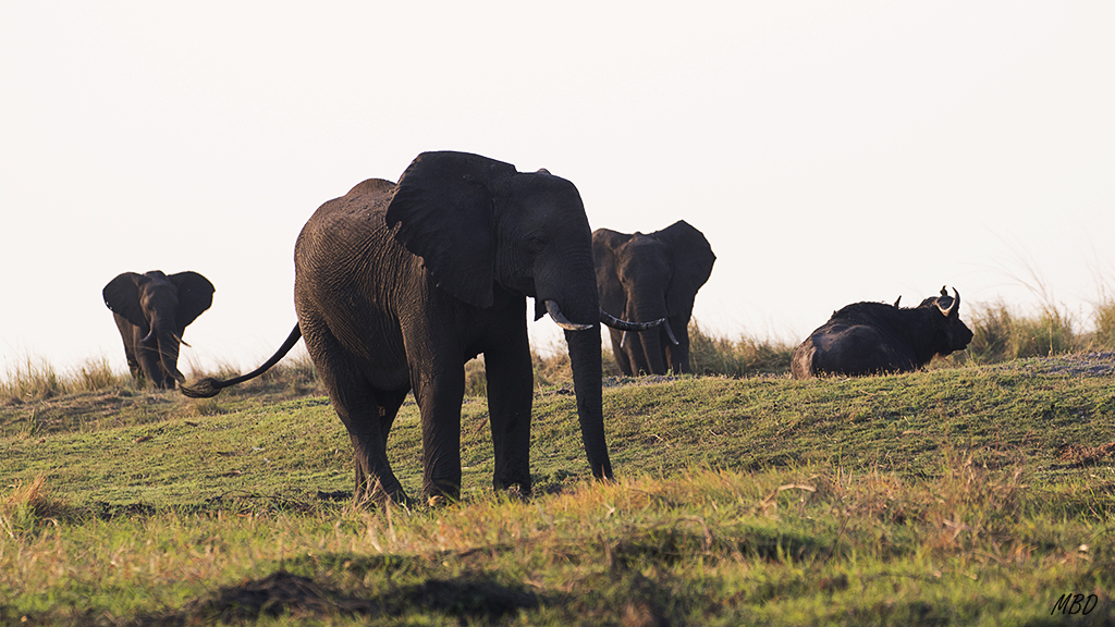 Estos colosos se saben dominadores