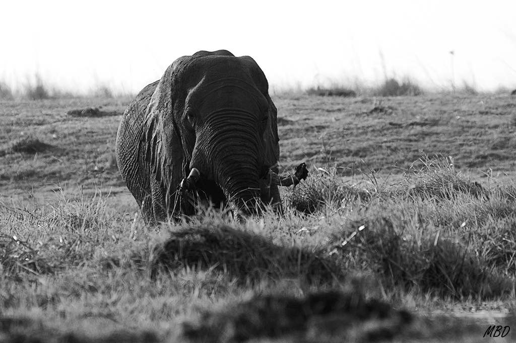Utilizan sus colmillos buscando agua