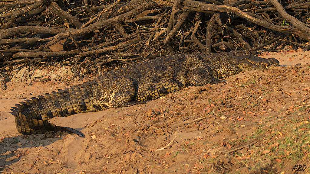 Sesteando y ahorrando energía