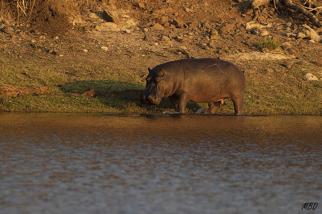 Incluso fuera del agua