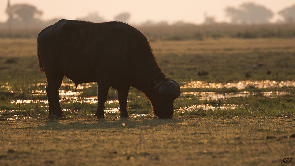 La tarde está para la fotografía…