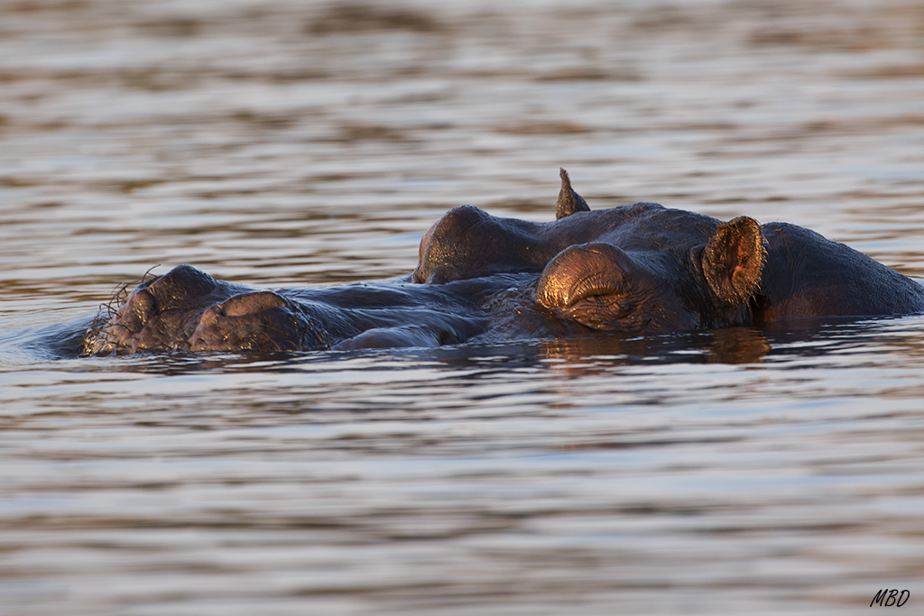 No nos atrevemos a acercarnos.