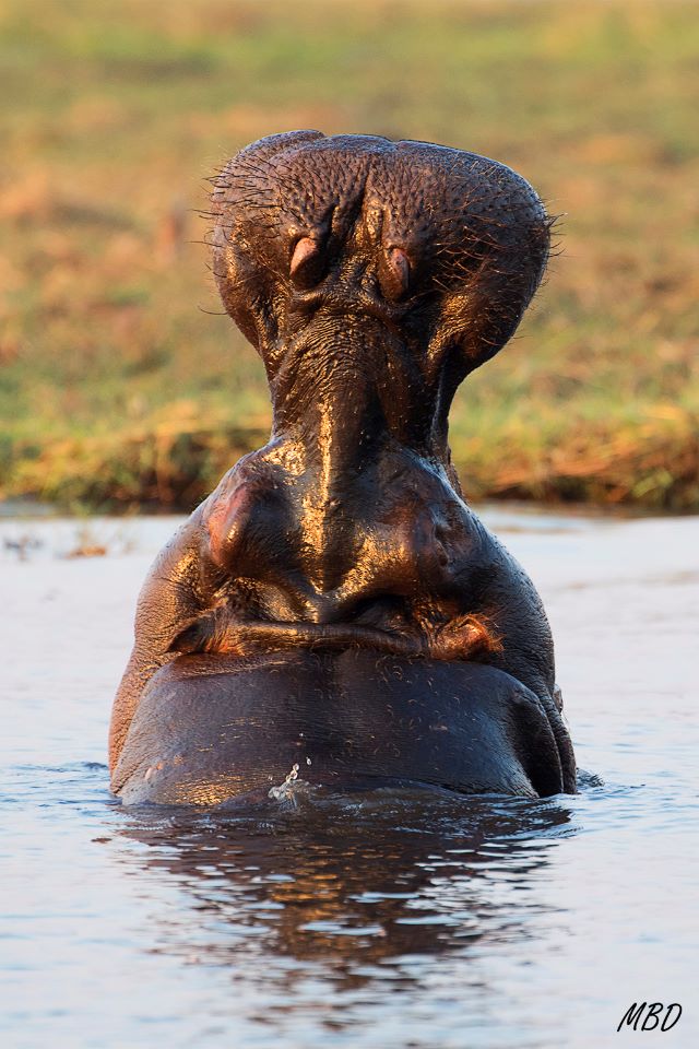 Quiso darnos la espalda