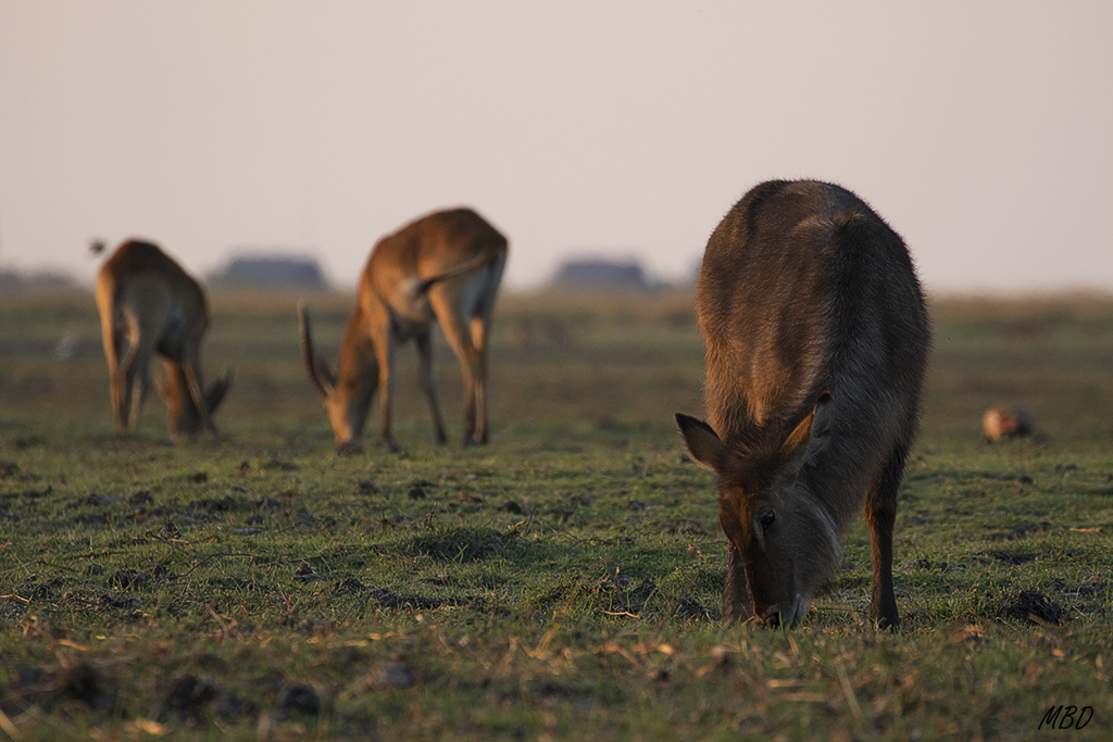 Al fondo red lechwe.