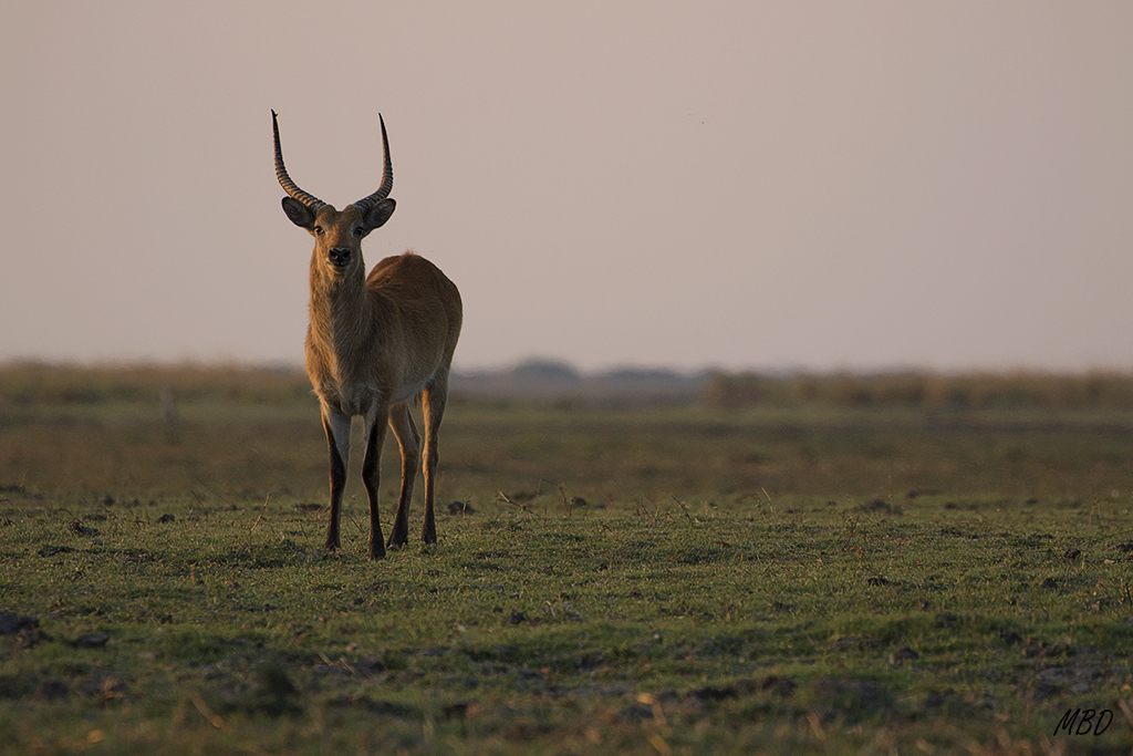 Macho de antílope lechwe (red lechwe)