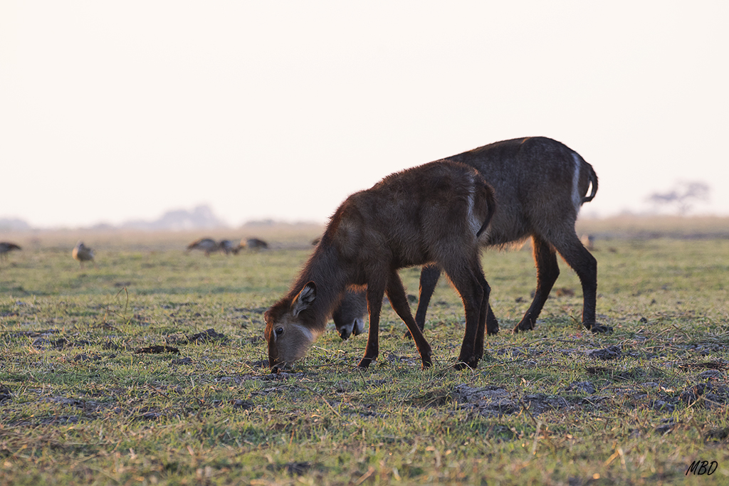Al fondo, gansos egipcios