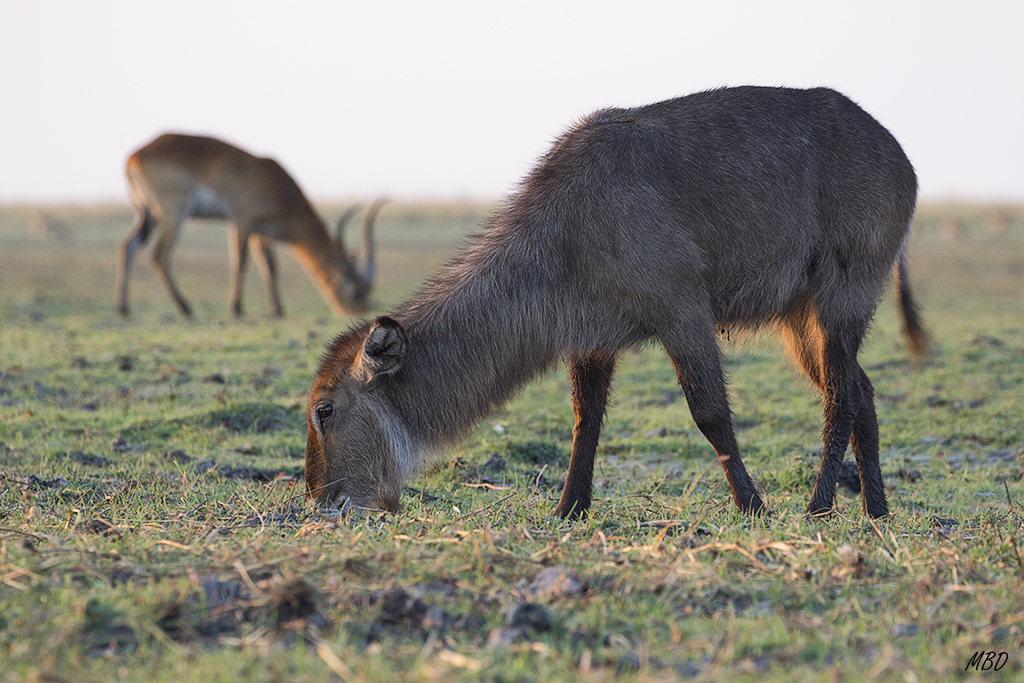 Antílope acuático y lechwe