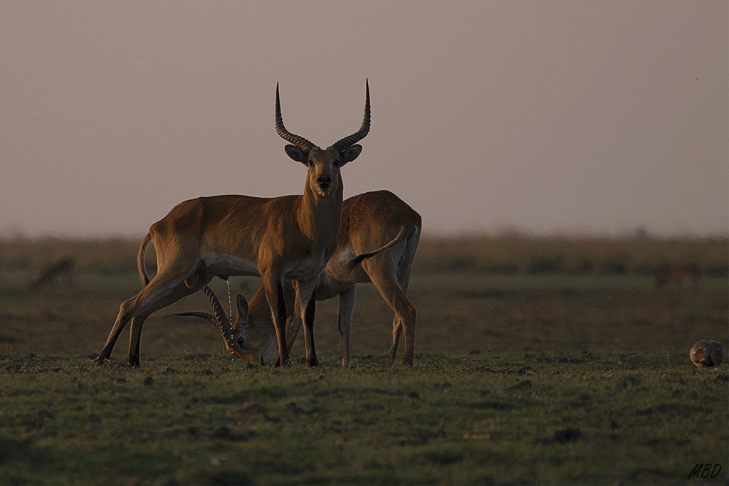 Momentos de intimidad relajada entre los dos machetes
