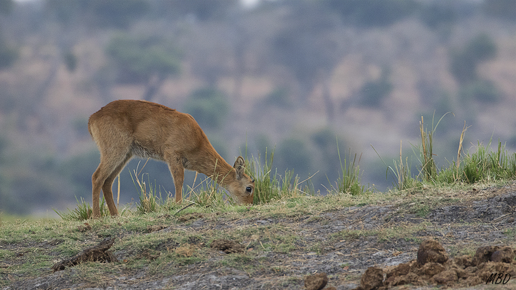 Sólo aquí puede verse.