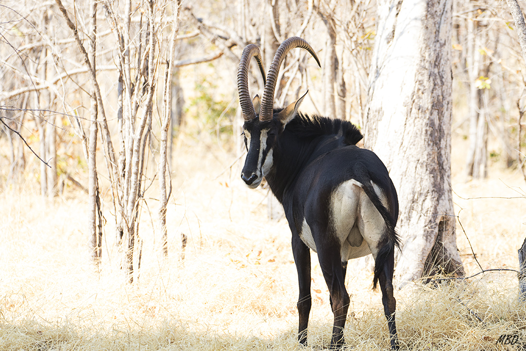 Fuertes como caballos. 