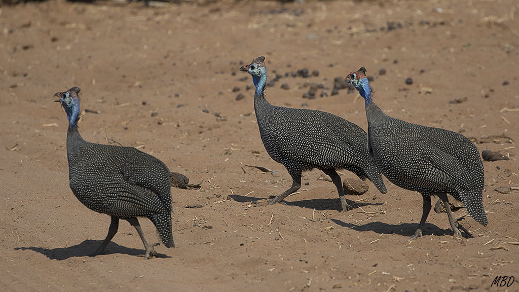 Nos acompañaron en todo nuestro recorrido.