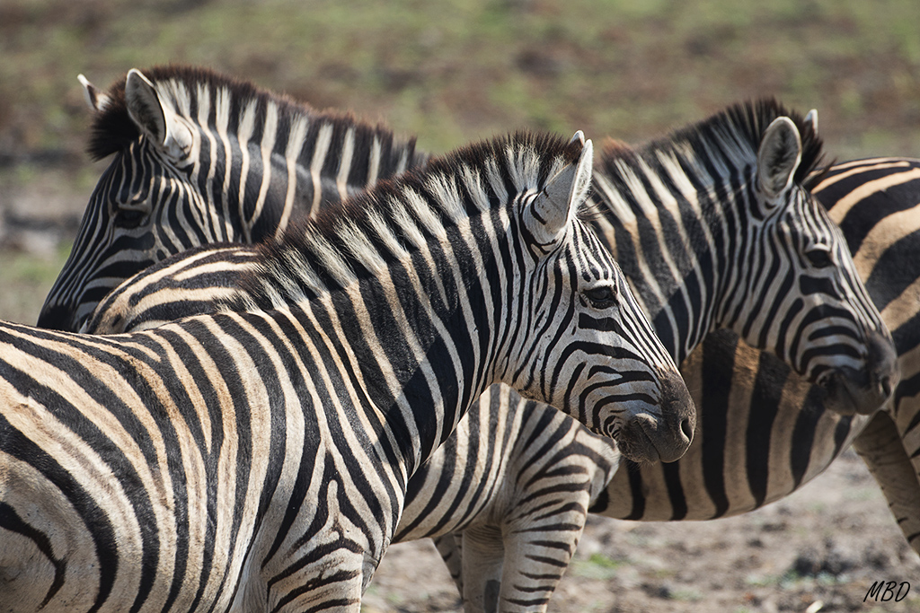 La estación seca las empuja a estas reservas de agua.