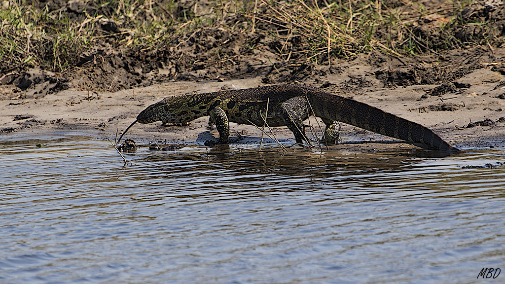 Inútiles los esfuerzos de las avefrías por alejarlo.