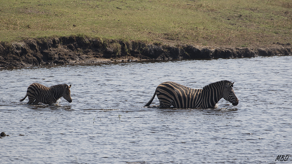 Escenas relajadas de madre y potro