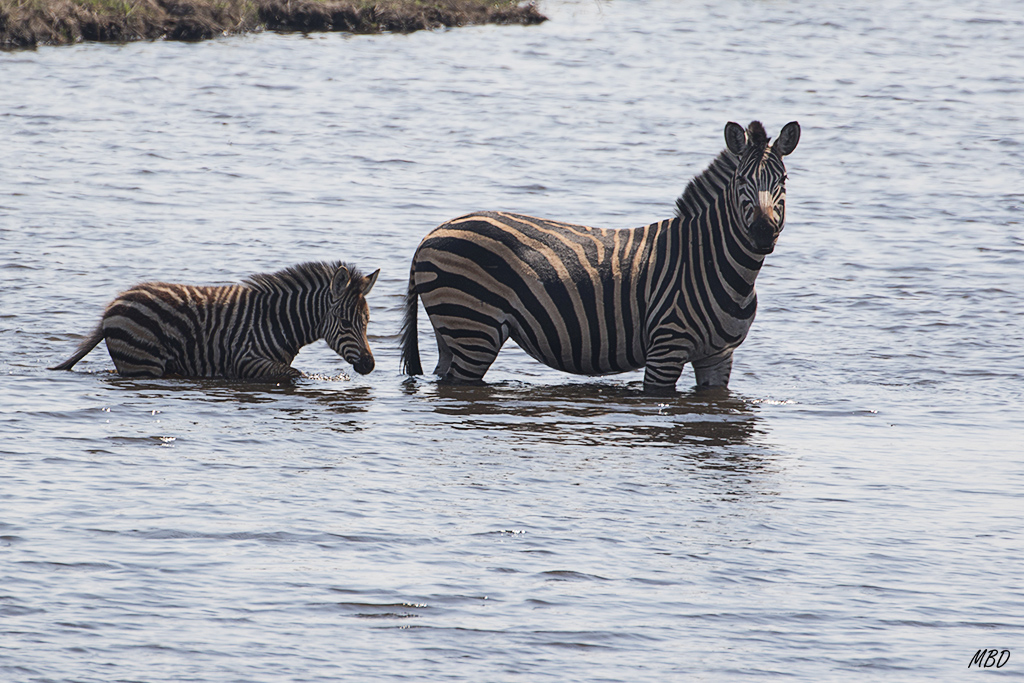 Sin peligros a la vista