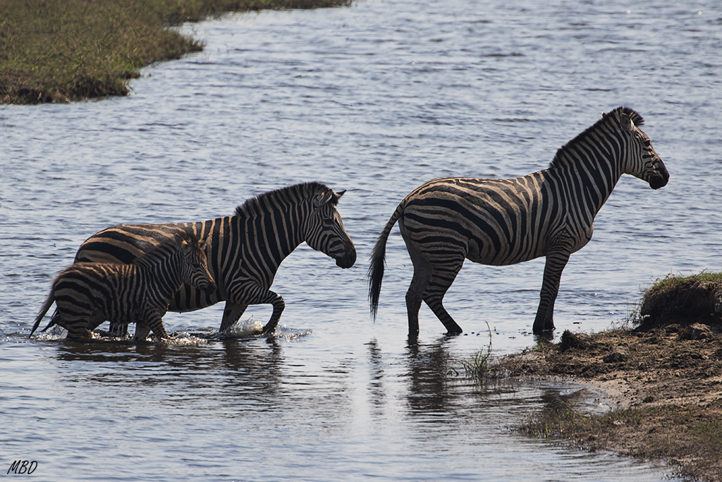 Nos quedaríamos toda la mañana contemplándolas