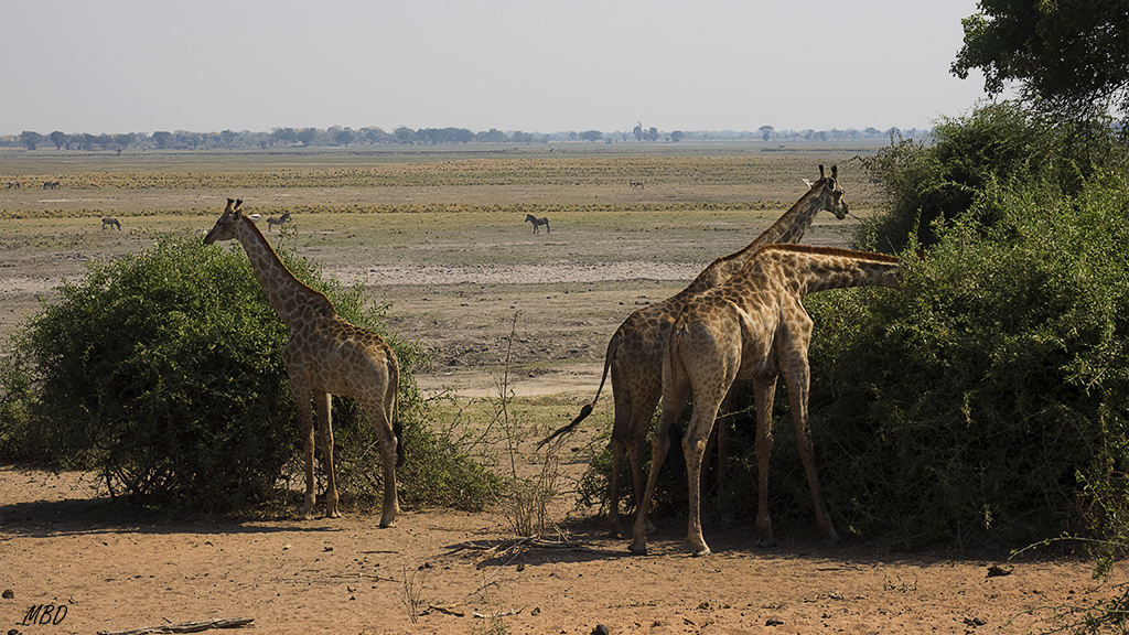 Las jirafas a lo suyo, ramoneando.