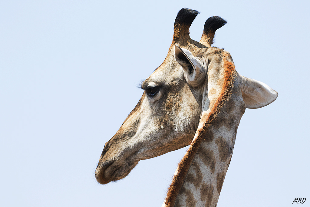 Nos regaló este escorzo, con aire condescendiente.