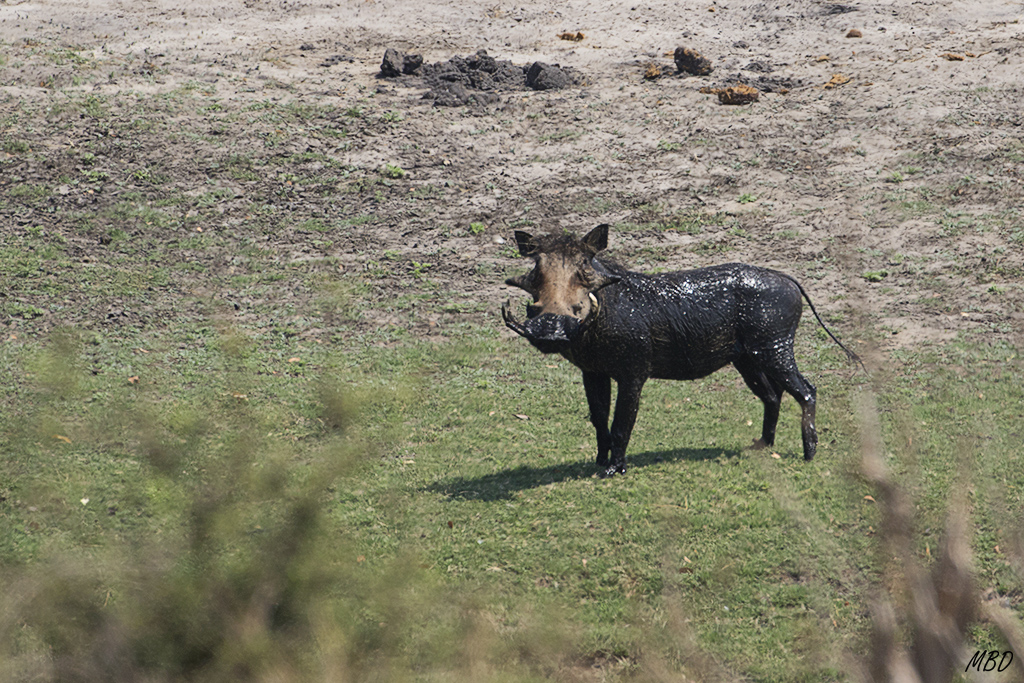 Limpio como una patena.