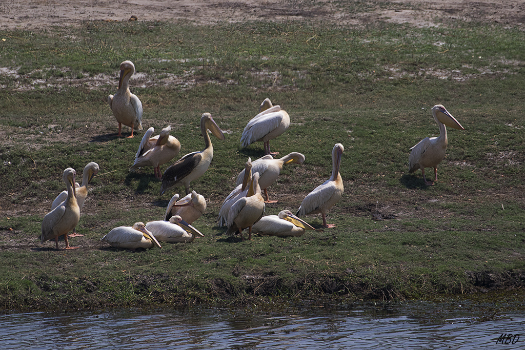 Pelícanos relajados