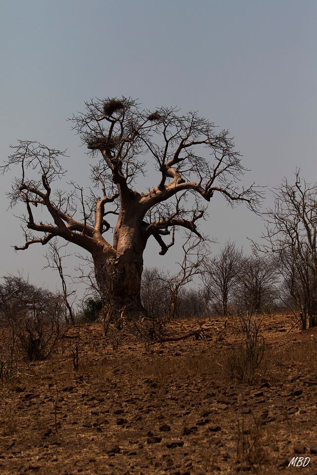 Nidos ya vacíos al final de la estación seca.