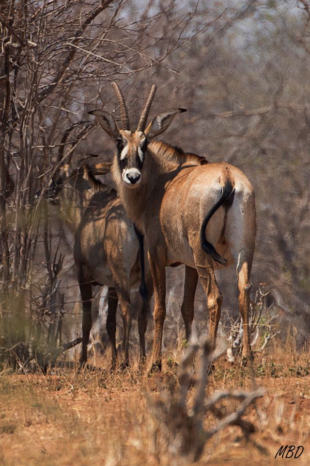 No es fácil avistarlos.