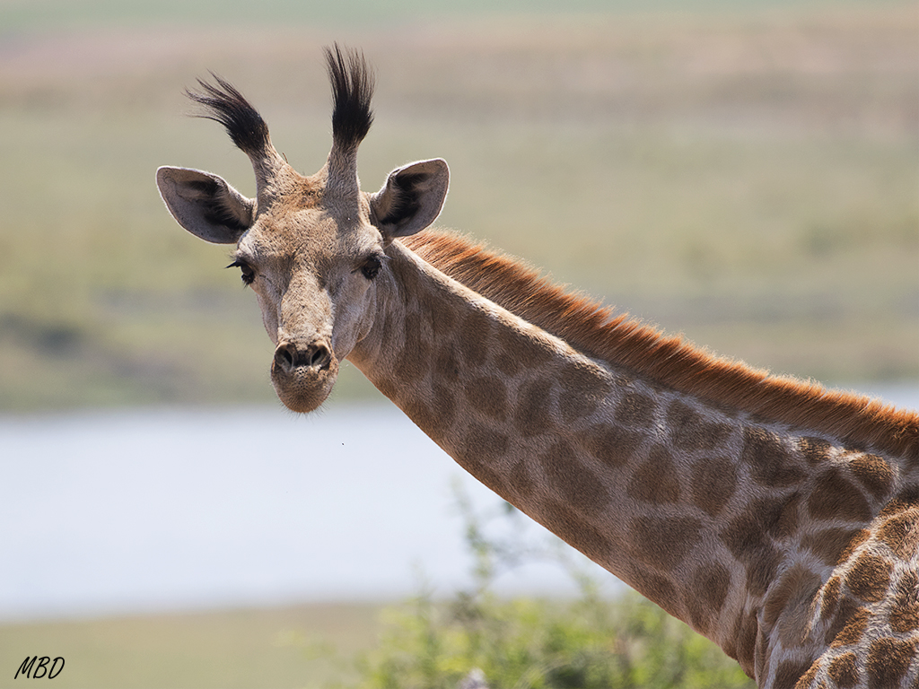 Una hembra curiosa nos observa.