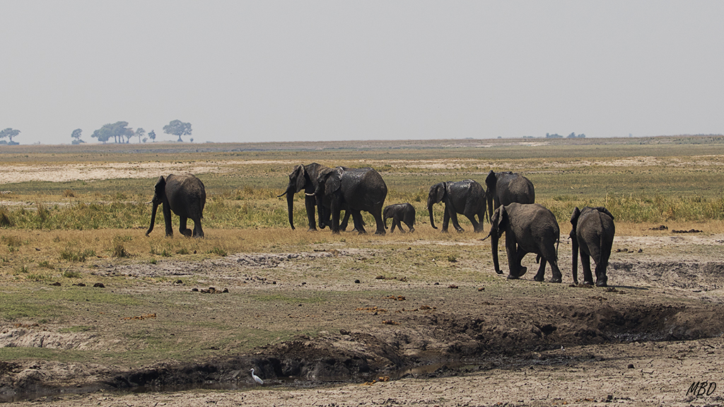 Manadas de elefantes van y vienen de las pozas.