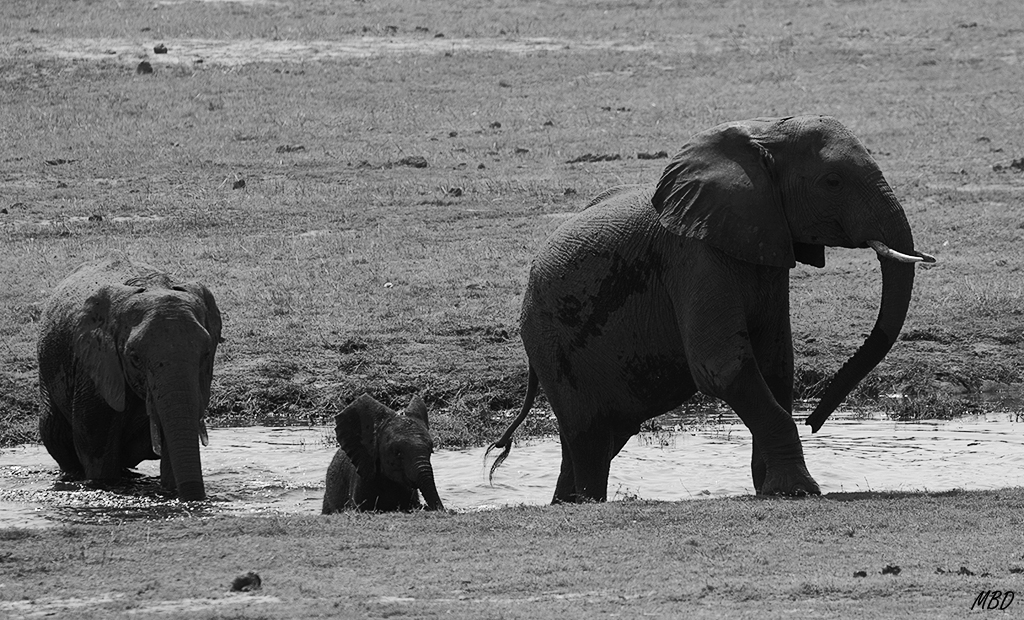 ...tras buscar el vado adecuado.