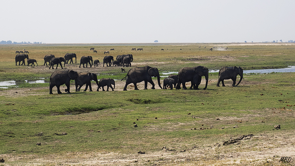 Escenas de elefantes deambulando