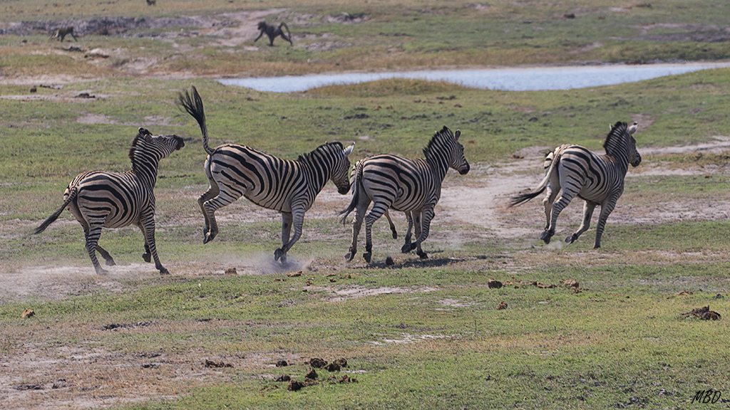 Sólo fue un amago de coz.