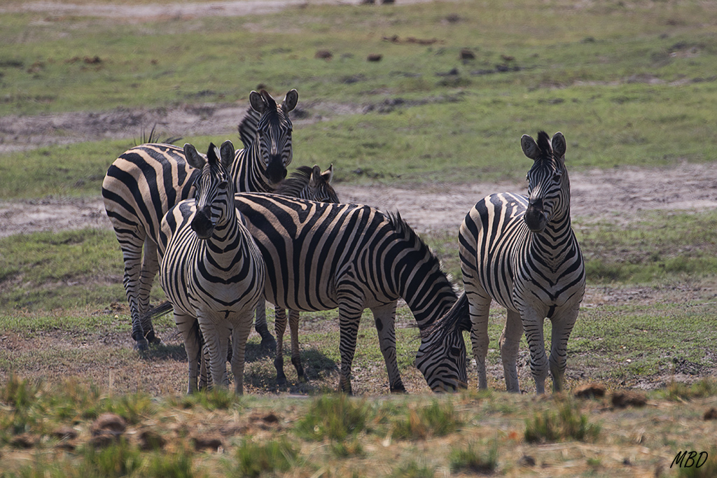 Tras las carreras, el descanso relajado.