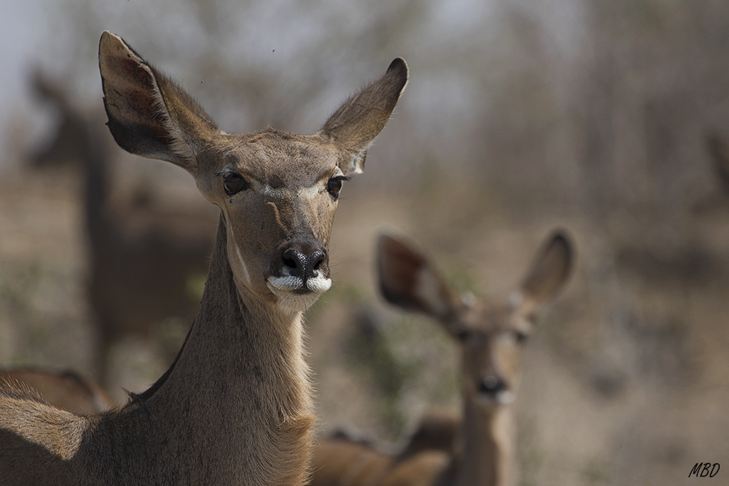 Me gustó la simetría de esta pareja.