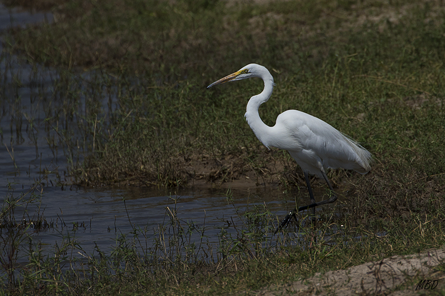 Garceta grande (Ardea alba)