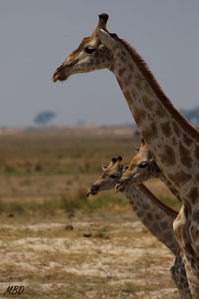 Me fijé en sus perfiles componiendo esta imagen